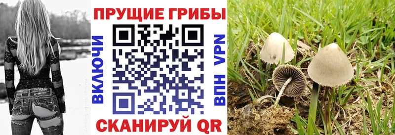 Псилоцибиновые грибы Cubensis  Красный Сулин 